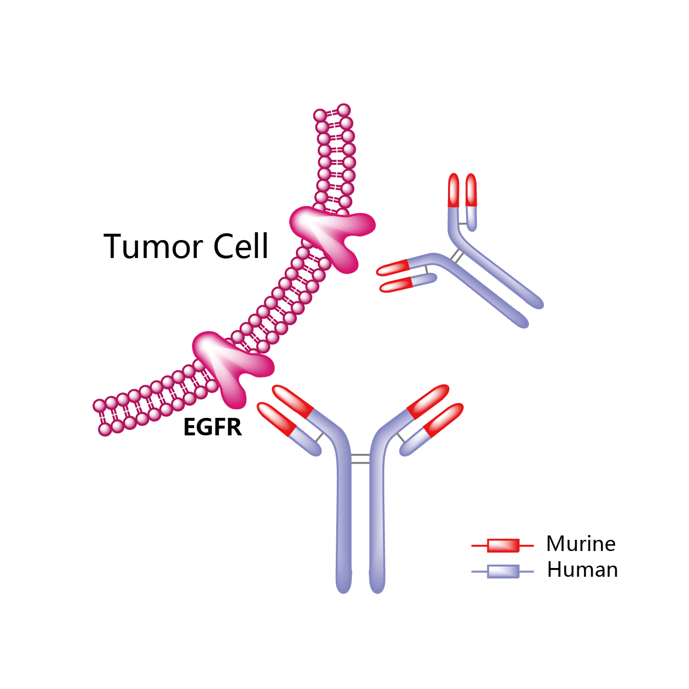 Rituxan Structure