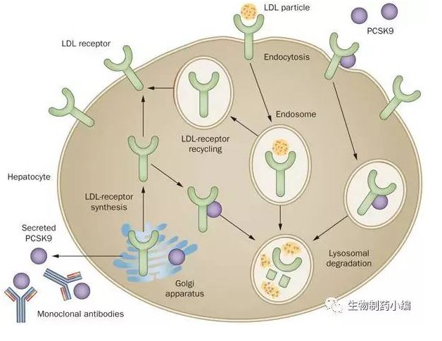 Повышенные уровень функция pcsk9. Ингибиторы pcsk9. Pcsk9 механизм действия. Ингибиторы белка pcsk9 это. Блокатор pcsk9.