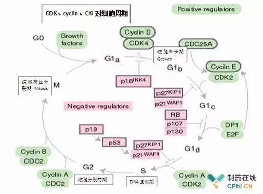 C 1311 Has A P53 Dependent Effect On Cell Cycle Progression A Hct116 Download Scientific Diagram