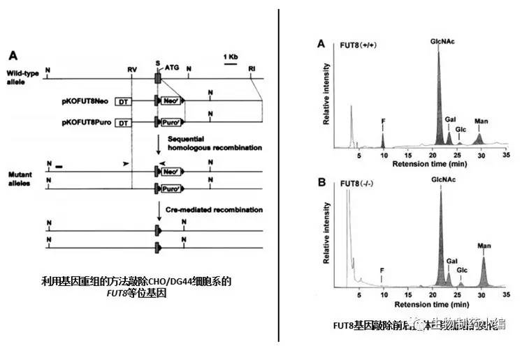 随着5月份安进宣布已向fda提交治疗偏头痛的新药erenumab 靶向cgrpr 的生物制品许可申请 以及cytodyn的抗hiv新药pro 140 靶向ccr5 和bms的治疗多发性骨髓瘤的新药ulocuplumab 靶向 Cxcr4 正处于iii期临床 第二款针对gpcr蛋白的