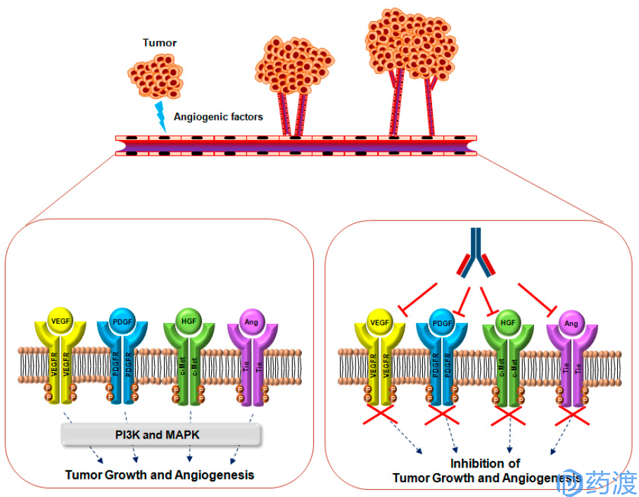 Mechanisms Of Action Of Monoclonal Antibodies Targeting Vegf Pdgf Hgf Ang And Their Receptors For Suppressing Tumor Growth And Angiogenesis 血管生成 Angiogenesis 是指源于已存在的毛细血管和毛细血管后微静脉的新的毛细血管性血管的生长