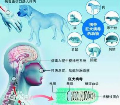 狂犬病是由狂犬病毒 Rabv Rabies Virus 引起的人畜共患的传染病 人主要被病兽或带毒动物咬伤后感染 一旦感受染 如不及时采取有效防治措施 可导致严重的中枢神经系统 Cns 急性传染病 病死率几乎100 在亚非拉等发展中国家每年有数万人