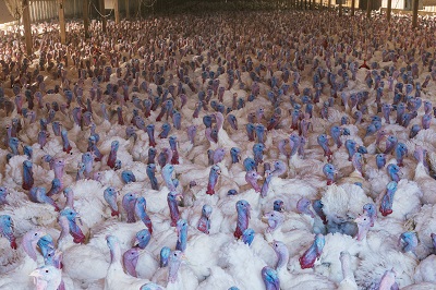 The looming threat of avian flu