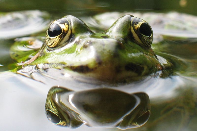 Strategic planning in pharma and avoiding frog soup