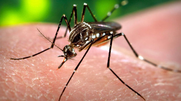 First Zika vaccine may start clinical trials in September; Congress yet to fund research