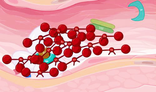 FDA Approves Octapharma's NUWIQ for the Treatment of Adults and Children with Hemophilia A