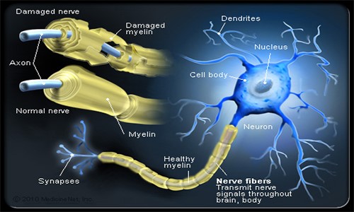 New Data Show Strong, Sustained Effects of TECFIDERA® (Dimethyl Fumarate) in Newly-Diagnosed and Early Disease Course Multiple Sclerosis Patients