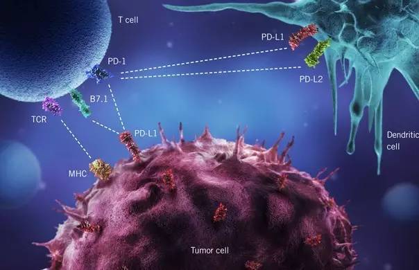 Merck KGaA, Darmstadt, Germany, and Pfizer Announce Initiation of Phase III First-Line Trial of Avelumab in Patients with Recurrent or Stage IV Non-Small Cell Lung Cancer